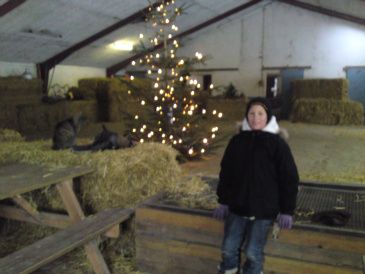 Til juletræ hos Bedstemor Ann.Inde bag ved i stalden var der grise og et får med to små lam og fem store køer , som vi fodrede med rundstykker. grisene fik noget ,der lignede hønsemad ,og de smaskede