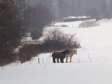 Heste hedder de. De står ude i sneen og de bliver slet ikke kolde om fødderne.de kan godt lide det .