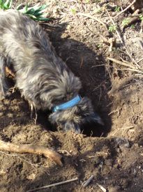 Se lige Vimmer.Hun graver og graver.Hun har gravet en lang grøft inde under buskene og der er ikke andet end rødder dernede.