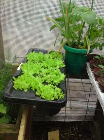 Det er salat ,der vokser i drivhuset. Det er små bitte planter, som skal flyttes hen og vokse et andet ,sted så de kan blive store.