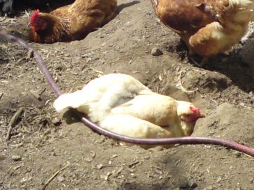 Denne her høne har gravet et hul og nu ligger den og tager solbad.det kan hønsene godt lide.
