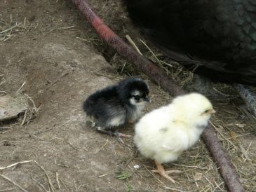 her er de to første kyllinger ude i den store hønsegård
kun en dag gamle!!