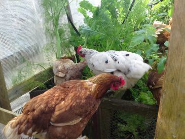 Hønsene hoppede ind i drivhuset og ødelagde salatbedet mens mor byggede huset større