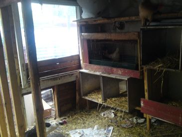 her er den gamle afdelig af hønsehuset .her er vi ikke færdige med at bygge