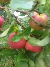 Det er fra vores æbletræ ved hønsegården . Æblerne hedder Ingrid Marie.Jeg er ikke så vild med æbler. Mor er