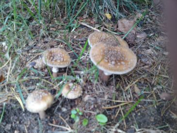 Det her er svampe. De gror nu alle vegne . Her ved vores hus er der mange af dem her.Se de små prikker. Den hedder rødmende fluesvamp og er lidt giftig,men den er flot