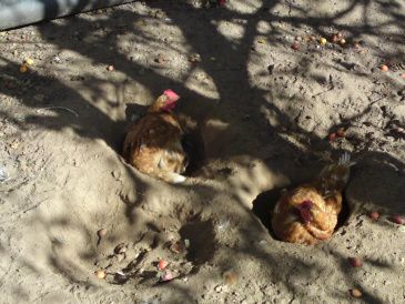 Hønsene graver huller i hønsegården og så ligger de og tager solbad. jeg vil hellere ligge i en af stolene på terrassen 