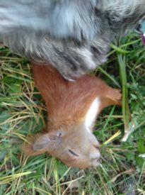 Her er det døde egern som Vimmer snuser til.Det lå inde på græsset og det så ud som om det sov