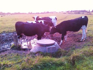 Her er køerne som drikker vand fra deres egen vandhane.De skubber bare til den så kommer der vand.Smart