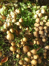De hedder stub-svampe. De gror der, hvor der før har været et træ