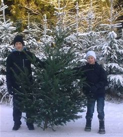 Mikkel og Lucas fælder juletræ i Alken