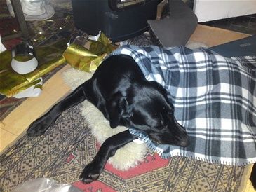 Balder ,som er Pernilles hund, har fået et slumretæppe til jul