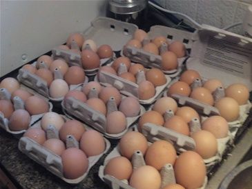 Så mange æg har vi for tiden .Det er fordi det er ved at blive forår