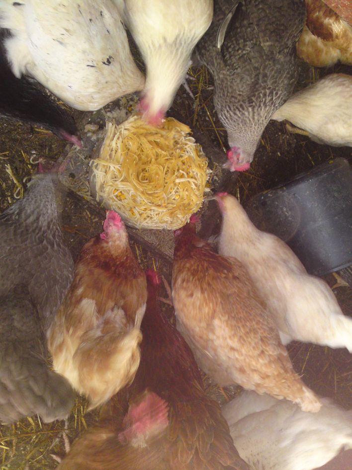Billedet er taget oppefra. Det er hønsene ,der spiser spagetti.