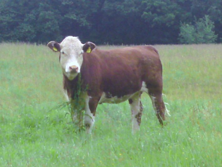 det er Jyttes ko. den går på hendes mark og spiser græs hele sommeren.Den er rigtig stor.