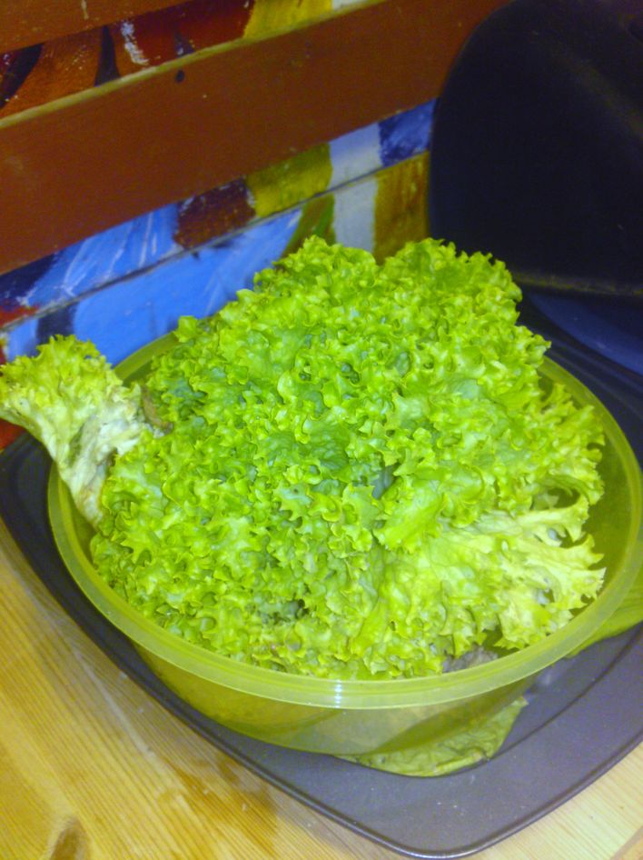 Salaten plantede vi, da den var lille bitte, nu er den kæmpestor.Det er godt at det regner en gang imellem, for salat skal have en masse vand