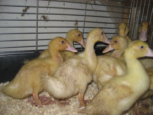Ænderne er snart blevet store. De går rundt i hønsehuset om dagen og sover i deres bur om natten.