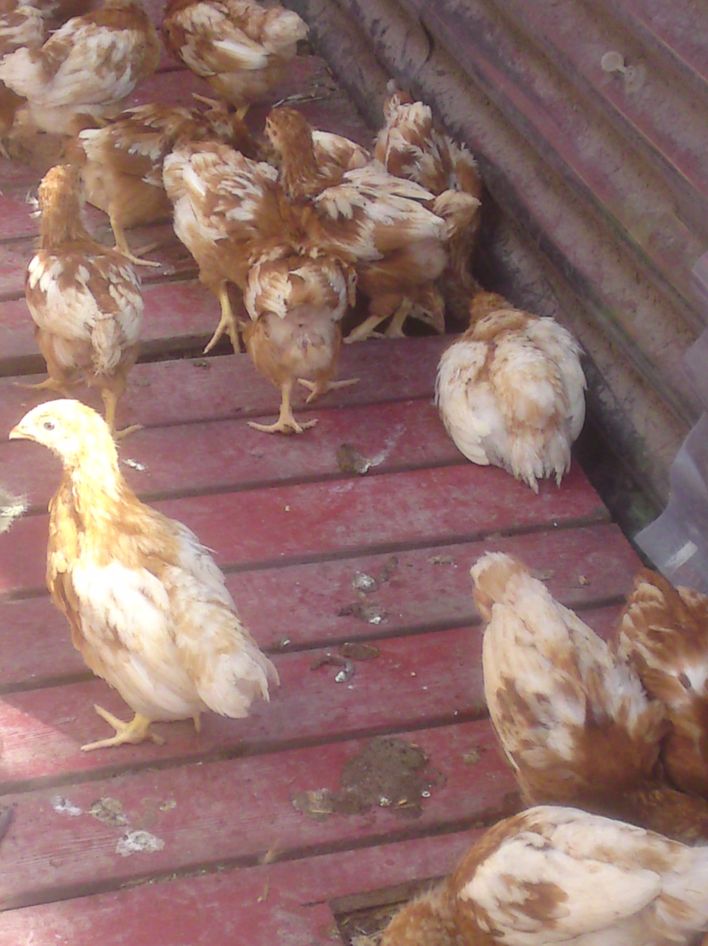 Det er de brune kyllinger .De skal lægge æg til efteråret .Lige nu er de alt for små