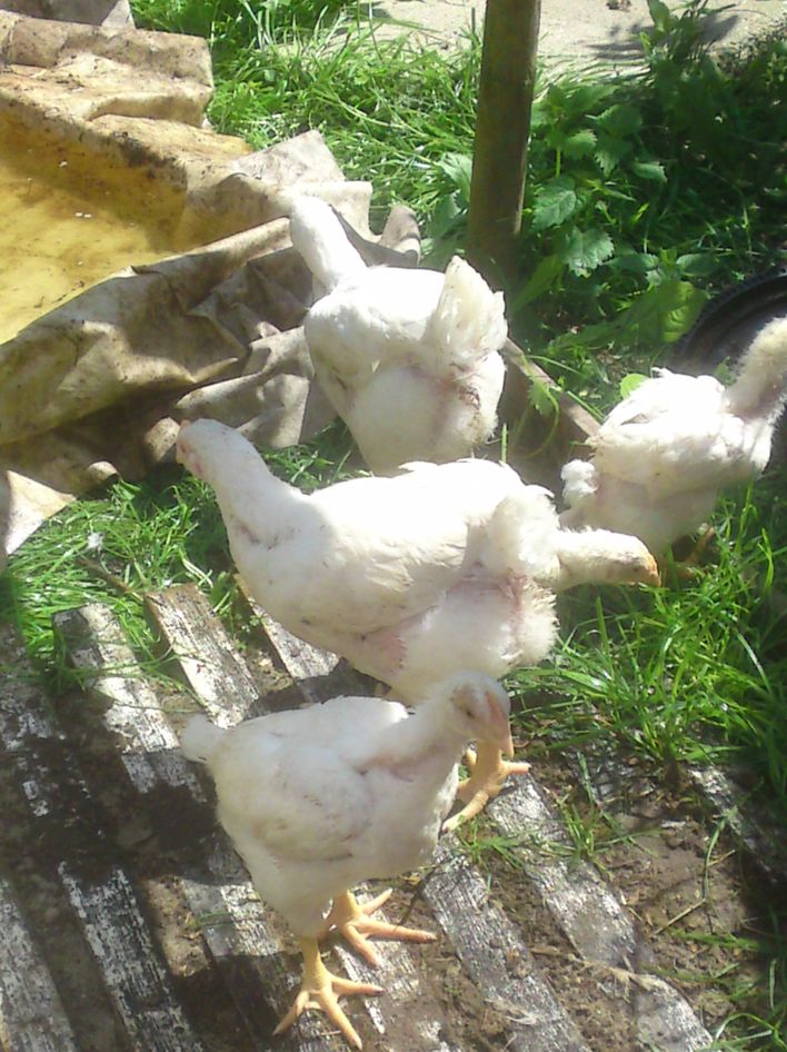 Dette her er dem som mor kalkder grill-kyllinger
De bliver hurtigt kæmpestore men de vil ikke lægge æg.Så de skal blive til mad.