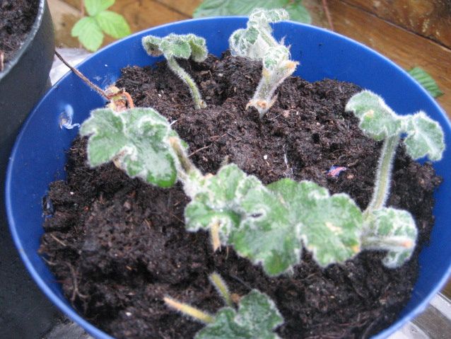 Små planter som mor har lavet .det er Cubansk oregano!!