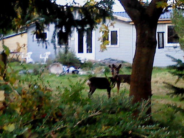 Kan du se hjortene? De står inde i en fremmed have.Jægerne går og skyder ude på marken,men så går dyrene bare ind i haverne .
