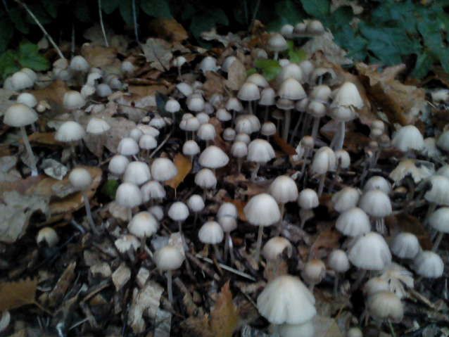 Det er bittesmå svampe ,som gror ude ved vejen .De hedder blæksvampe og dem må man ikke røre ,for så bliver man sort i pelsen .