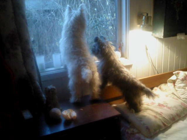 Det er mig og VImmer som kikker ud af vinduet i soveværelset ,Vi ser efter ræven eller katten.