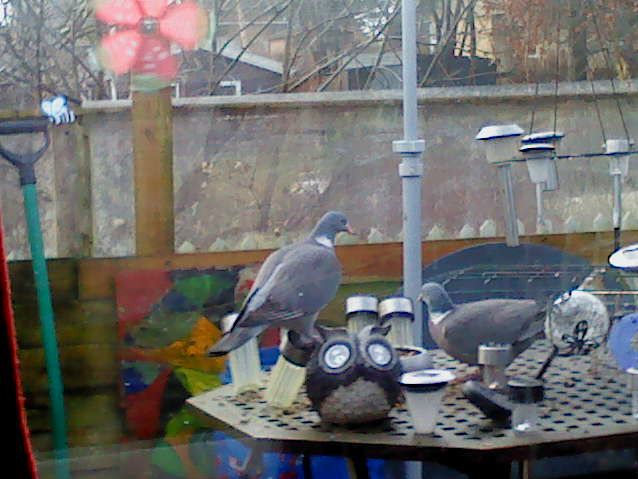 Det er duerne ,som sommetider sover hos os om natten.Nu spiser de morgenmad på terrassen .