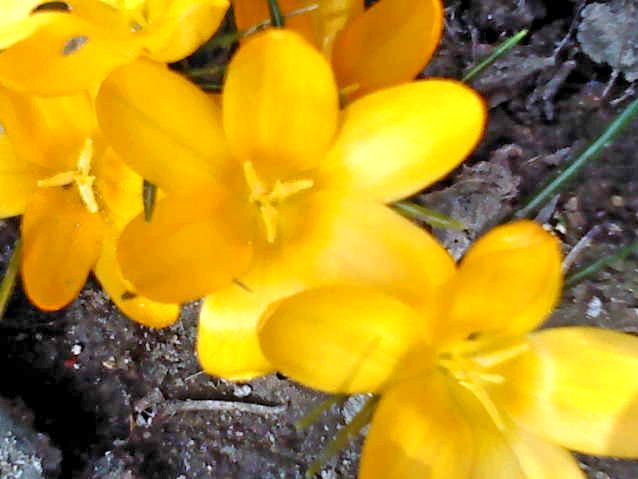 Blomsterne hedder krokus.De bor i vores have.