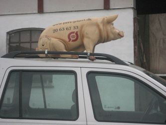 Det er altså ikke en rigtig gris.Det er en ' for sjov ' gris på en bil. Manden sælger kød ,som han har i bilen.