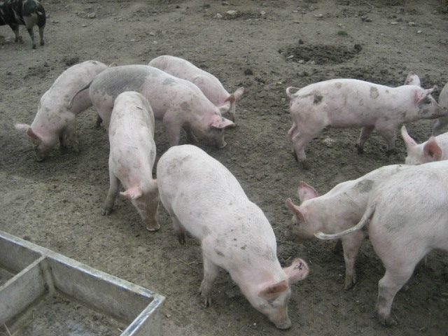 Dyrene hedder øf-grise.
Vi har set dem hos en bondemand.De har en sjov snude. Den øffer.