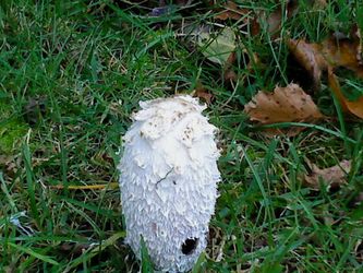 Det er en svamp, som hedder en blækhat.Den gror i græsset et sted, hvor vi går tur.