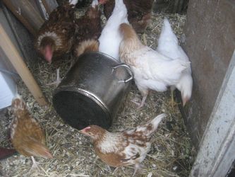 Morgenmad i hønsehuset