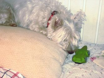 Det er mit grønne pivedyr.Det er svært at sove ordentligt, når man skal holde øje med ,at Vimmer ikke snupper det .